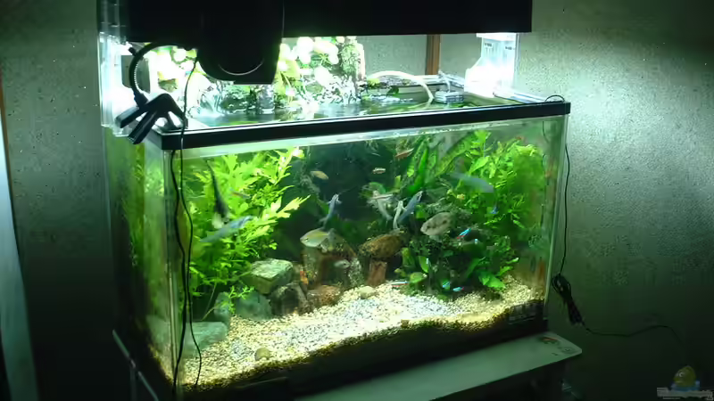 Desinfektionsmittel im Aquarium: Freund oder Feind?