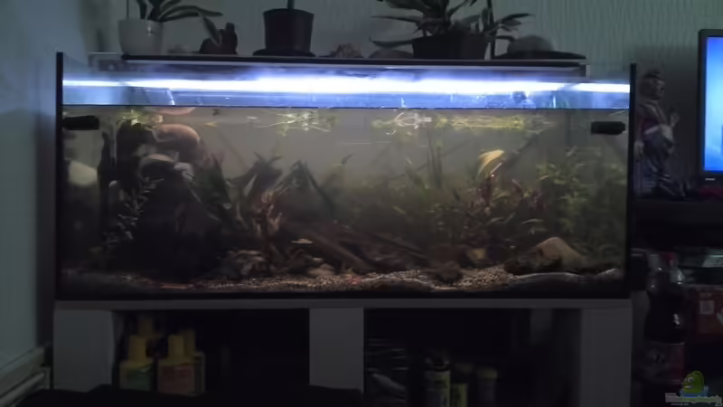 Desire von Arnortorn (1)