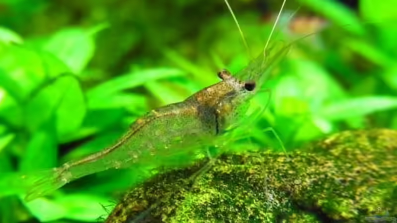 Desmocaris Trispinosa von YoshiMaus (28)