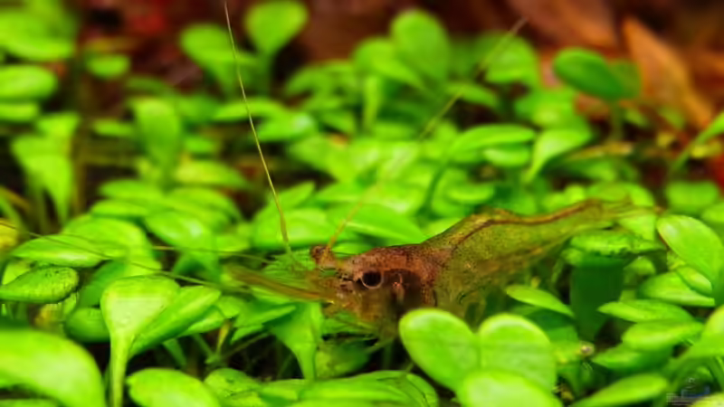 Desmocaris Trispinosa von YoshiMaus (30)