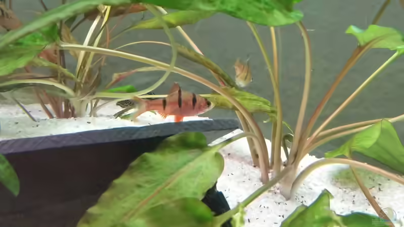 Desmopuntius pentazona von Oli 1 (11)