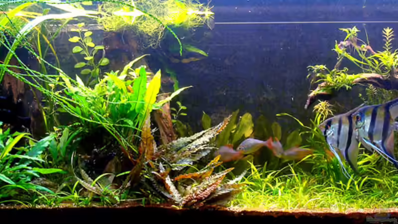 Deszember 13 von Lukas ><°> (3)