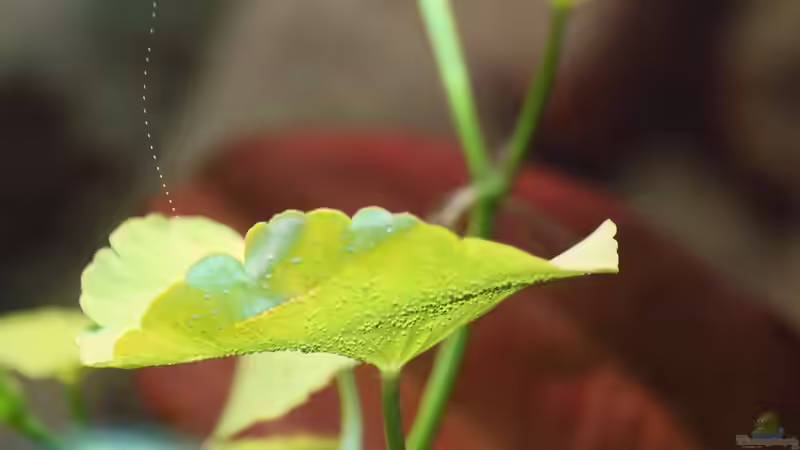 Detail - Luftblasen am Brasilianischen Wassernabel von Dirk F. (13)