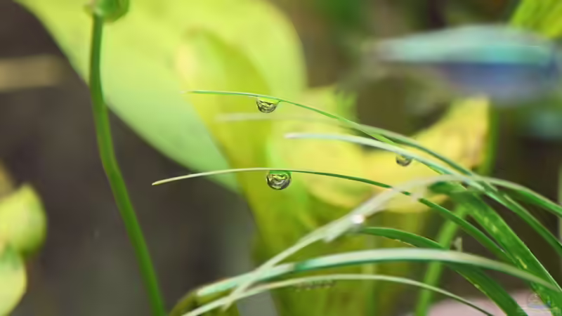 Detail - Luftblasen am Zwergschlangenbart von Dirk F. (12)