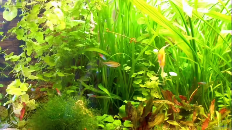 Detail 1 von cupra2009 (9)