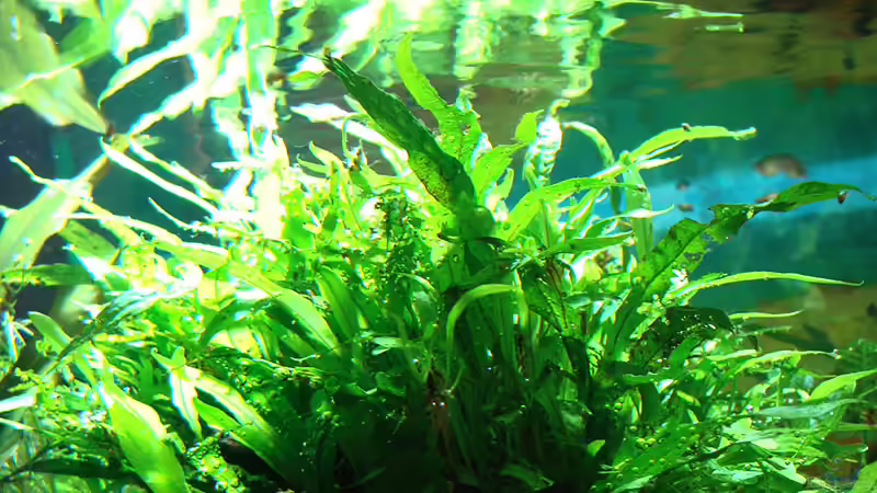 Detail 1 von Lukas ><°> (3)