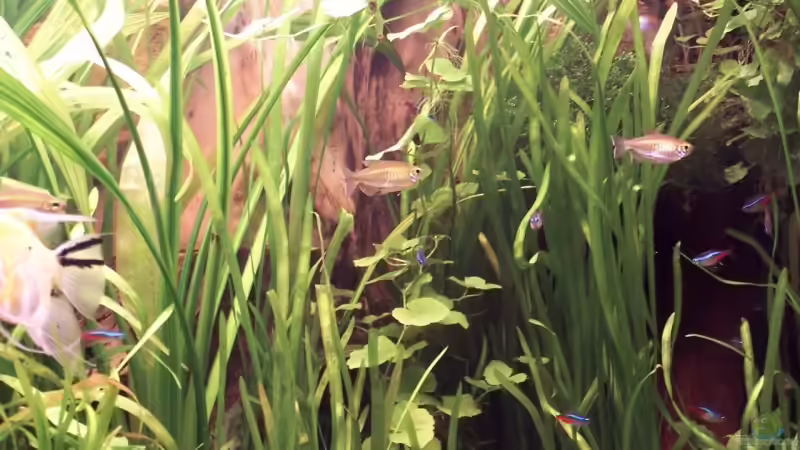 Detail 3 von cupra2009 (12)