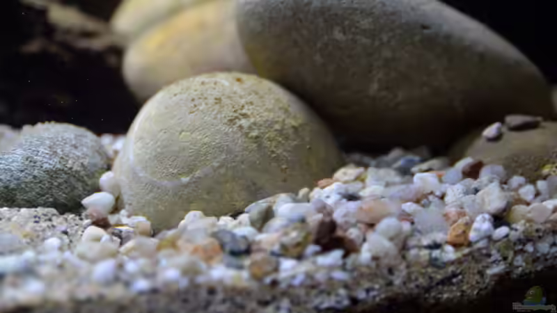 Detail Bodengrund von Didi (12)