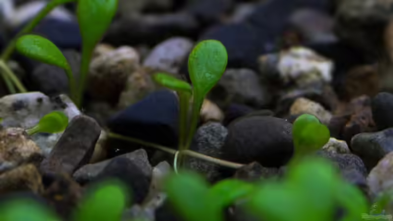 Detail Bodengrundoberfäche 02.11.2013 von Koelle-Zoo (22)