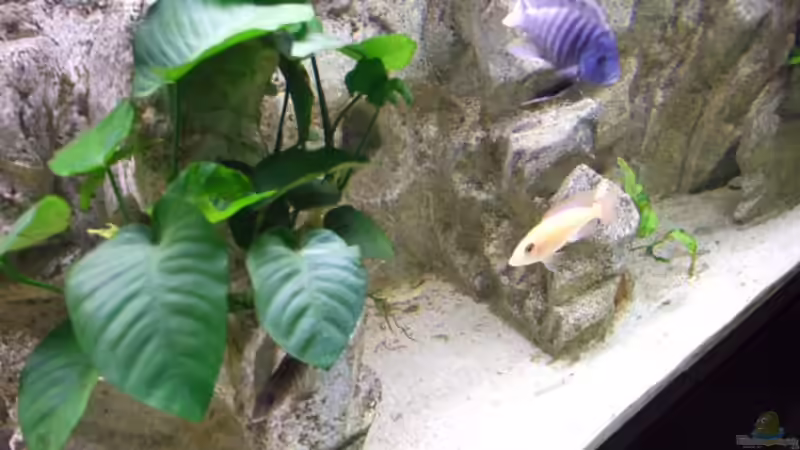 Detail Hintergrund mit Höhlen und Aufbauten von Joopde (15)