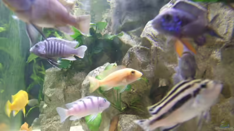 Detail Hintergrund mit Höhlen und Aufbauten von Joopde (23)