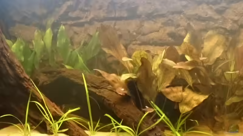 Detail links von DennisTheMenis (5)