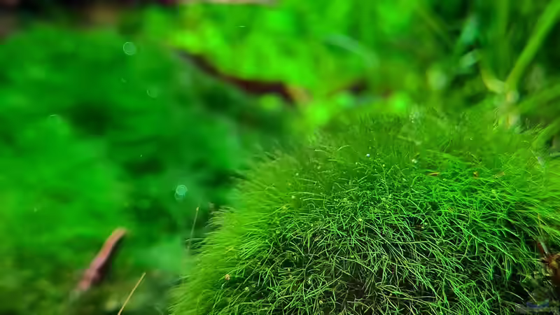 Detail Moosball von David Schneider Aquaristik (24)