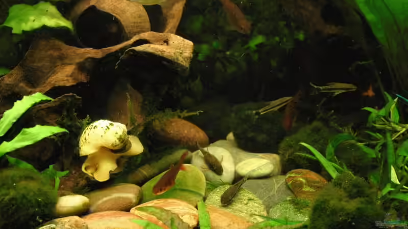 Detail November 2007 von Kamenko (31)