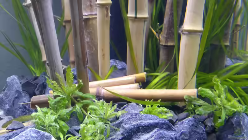 Detail rechte Seite von Tristan (4)