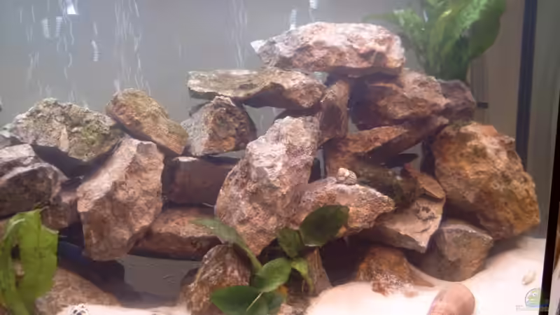 Detail rechts von Jerome Homann (4)