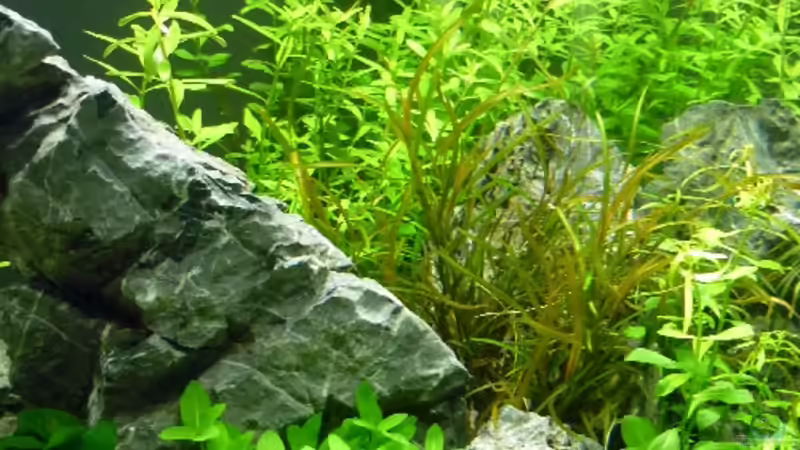 Detail von Aquamaniac (3)