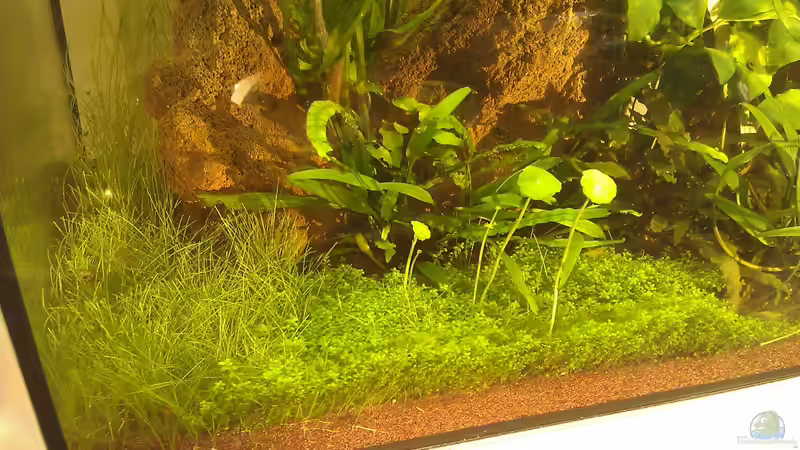 Detail von El Hein (8)