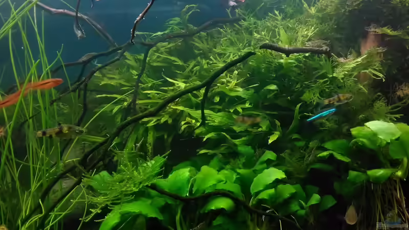 Detail von Grünhexe (24)