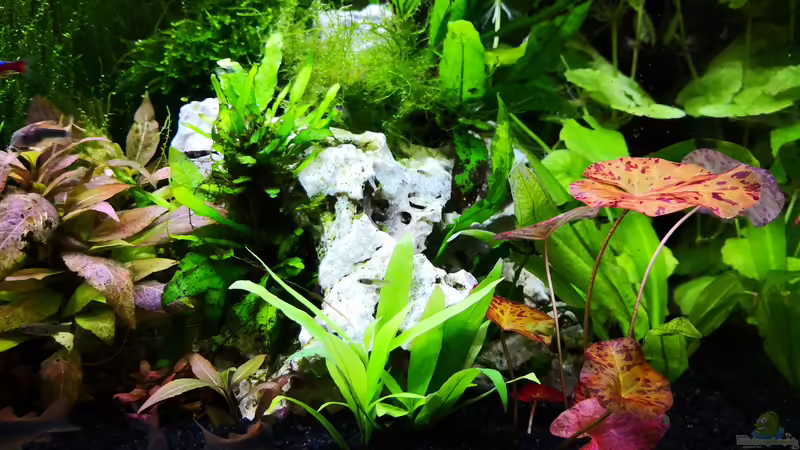 Detail von Wuppi (3)