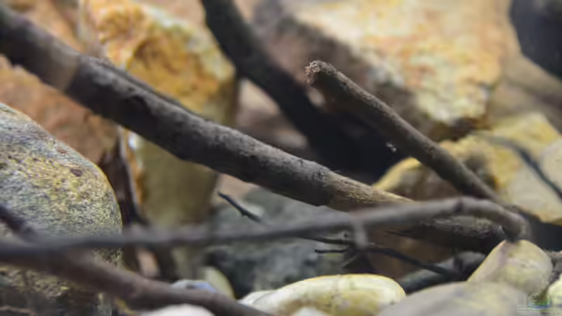 Detail Wurzel und Steine von Didi (6)