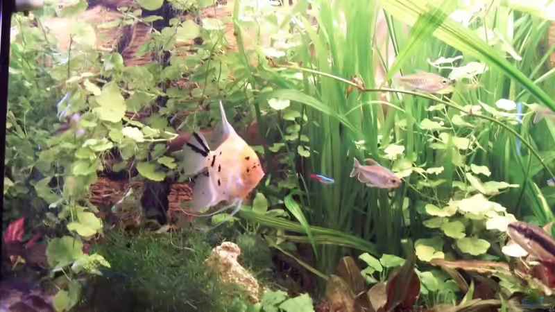 Detail2 von cupra2009 (11)