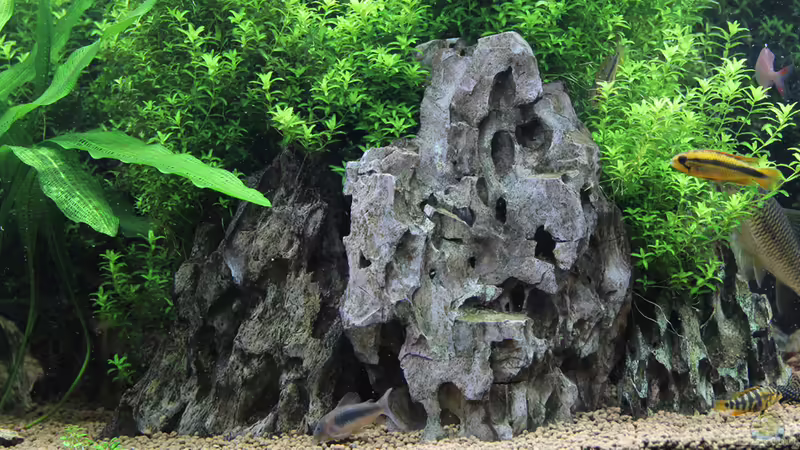 Detailansicht  von Redfin (5)