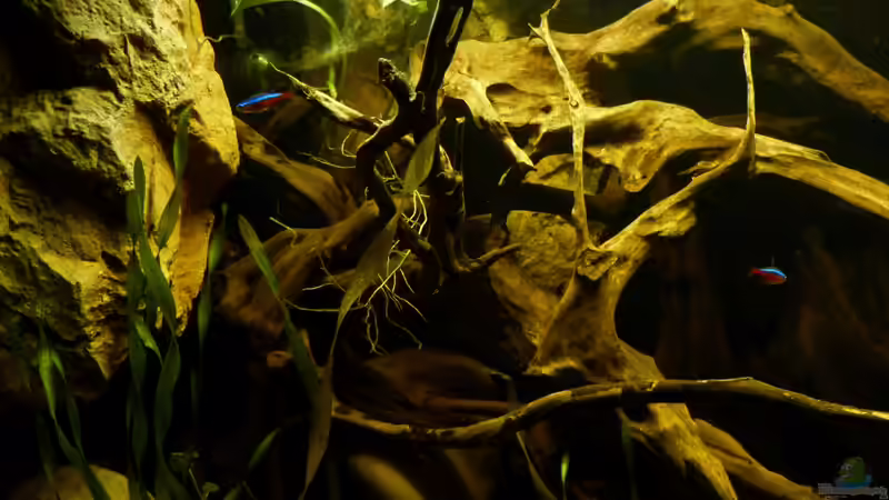 Detailansicht, Wurzeln der ins Becken gehangenen Efeutude 29.04.13 von ~Marco~ (16)