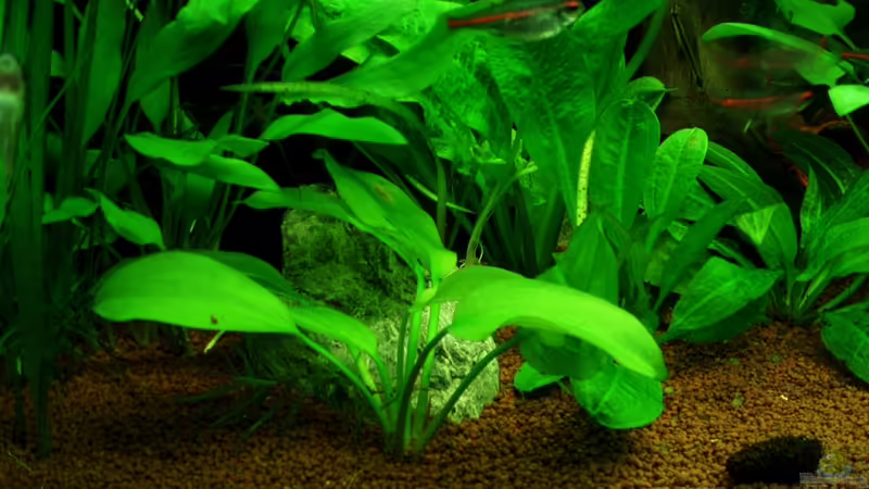 Detailansicht 07.08.11 von ~Marco~ (30)