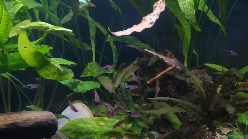 Detailansicht 09.08.2020 von ~Marco~ (33)