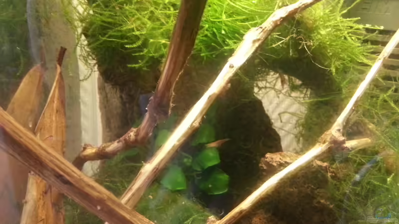 Detailansicht 10.05.2014 von Zomic (12)