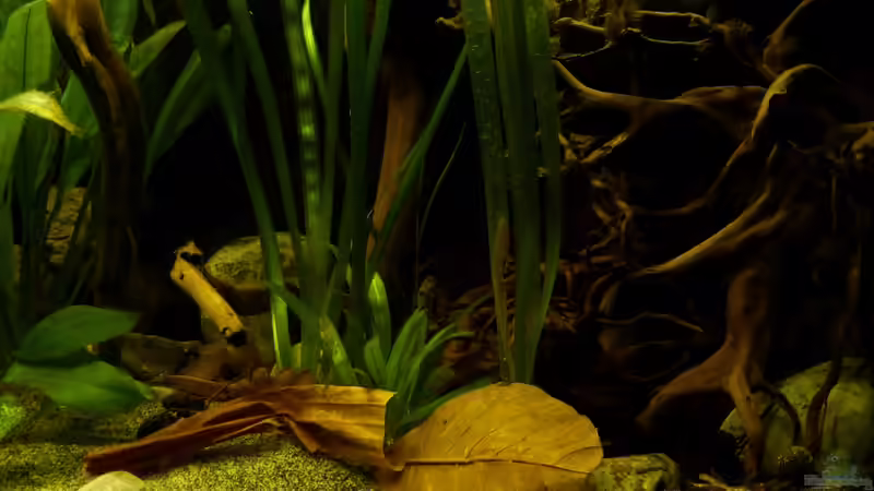 Detailansicht 10.12.12 von ~Marco~ (20)