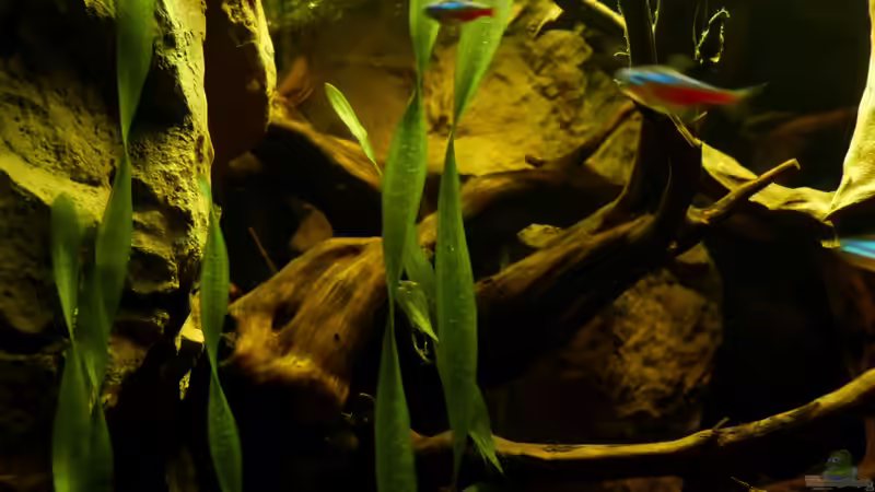 Detailansicht 11.03.13 von ~Marco~ (18)