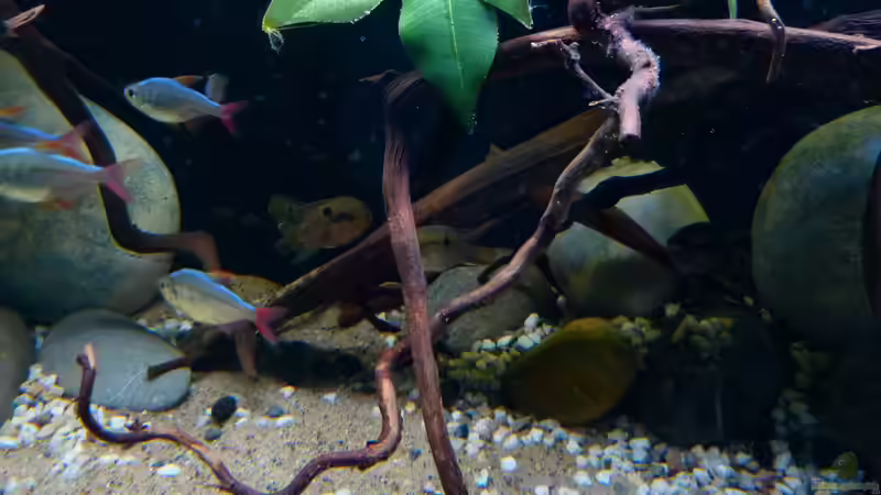 Detailansicht 11.06.16 von ~Marco~ (10)