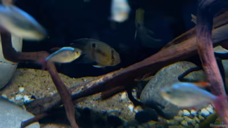 Detailansicht 11.06.16 von ~Marco~ (12)