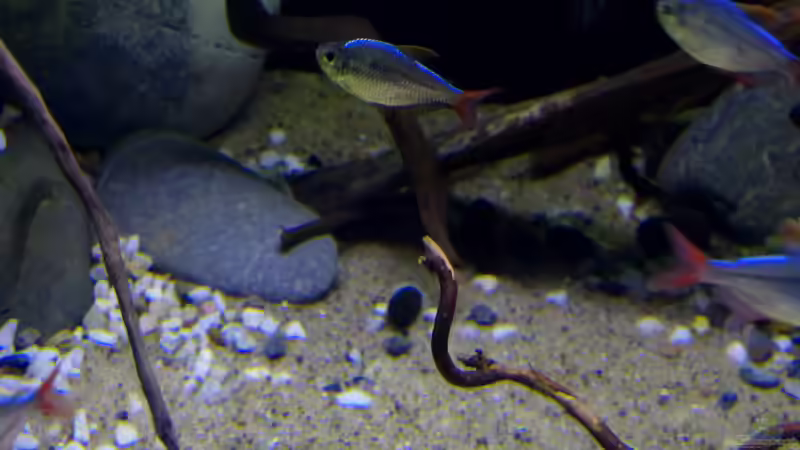 Detailansicht 11.06.16 von ~Marco~ (9)