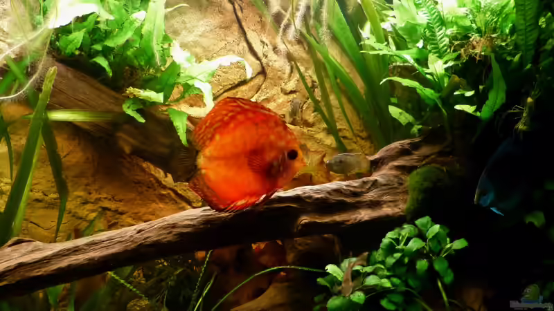 Detailansicht 12.03.12 von ~Marco~ (28)