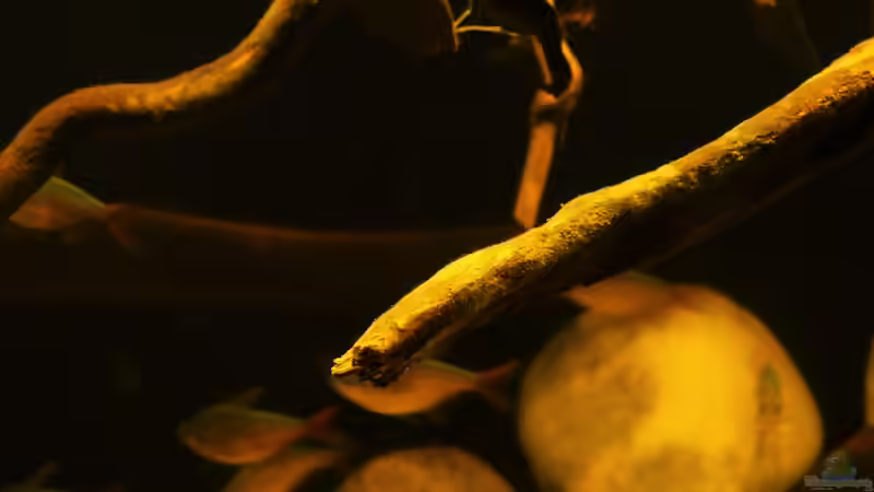 Detailansicht 13.08.16 von ~Marco~ (14)