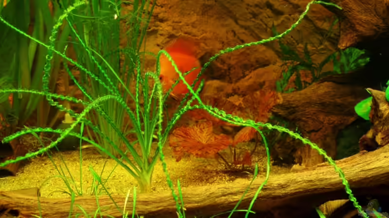 Detailansicht 29.04.11 von ~Marco~ (42)