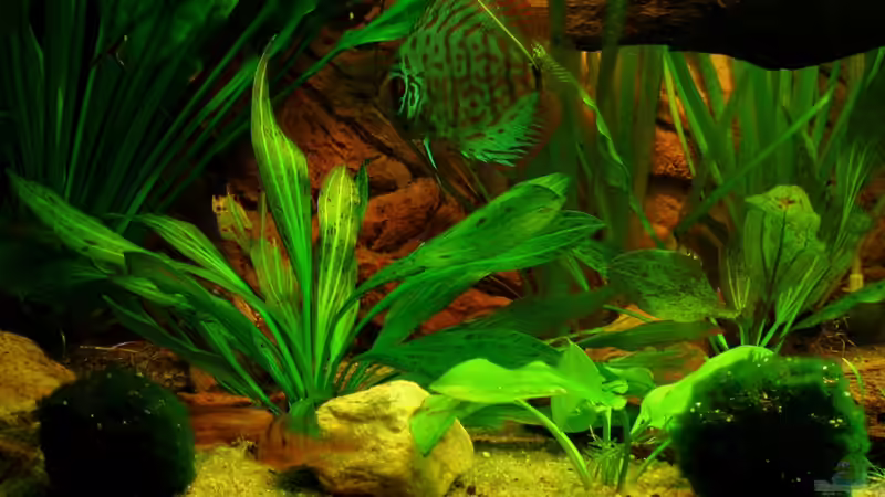 Detailansicht 29.05.11 von ~Marco~ (40)