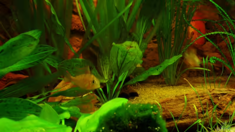 Detailansicht 29.05.11 von ~Marco~ (41)