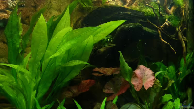 Detailansicht 30.12.12 von nokoeh (24)