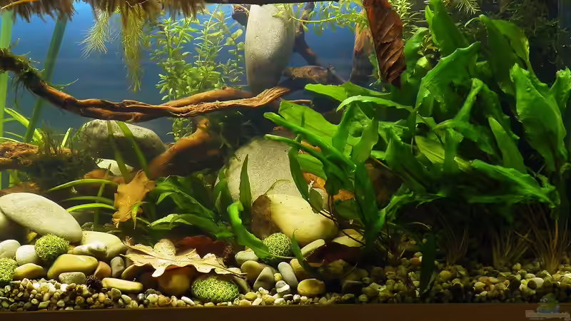 Detailansicht 4 - 02.07.2011 von bergfrau (14)