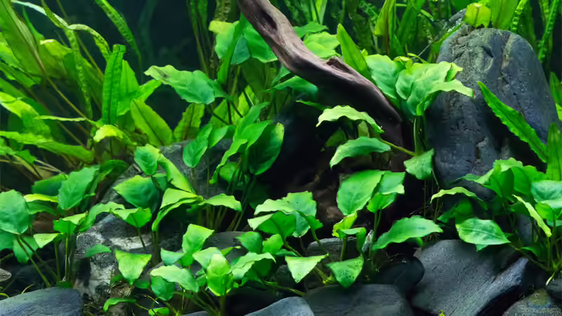 Detailansicht Aniuben von -Der Österreicher- (8)