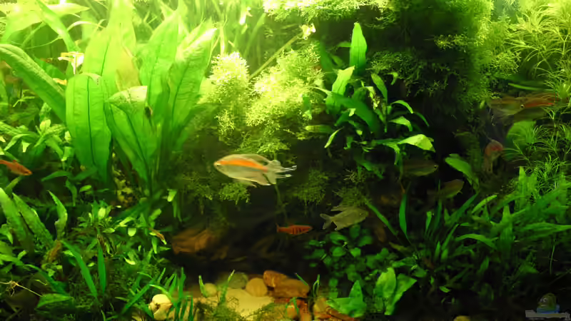 Detailansicht August 2006 Mitte/Rechts von Kamenko (7)