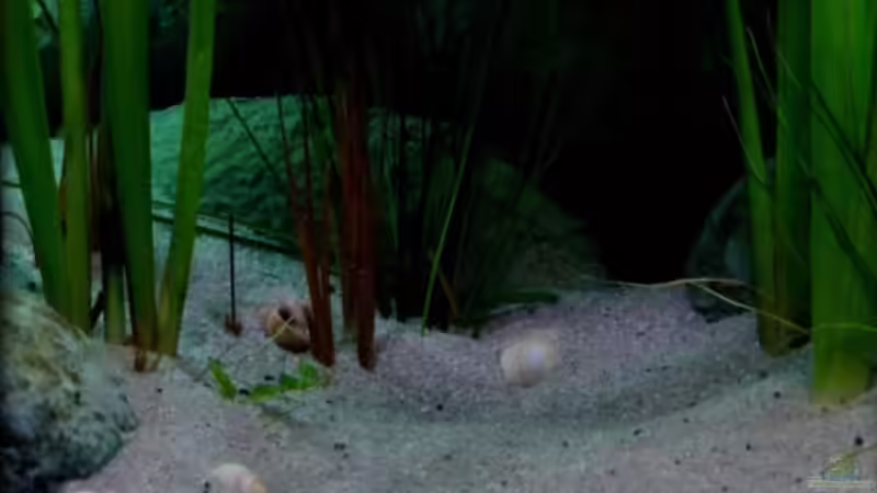 Detailansicht Beckenmitte (28.07.2012) von Der Schweizer (5)