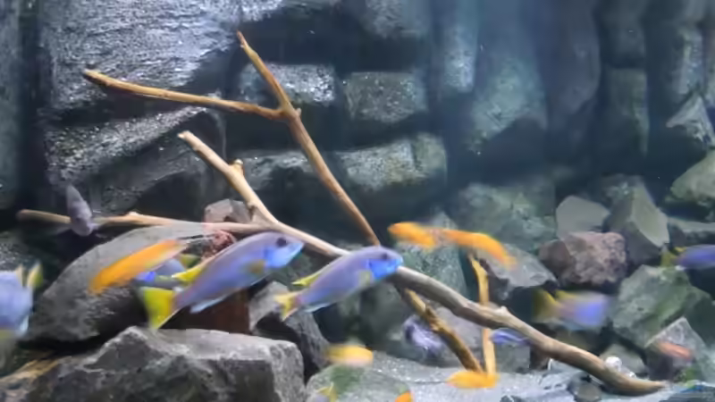 Detailansicht der beiden Buchenäste von Tim Mek (6)