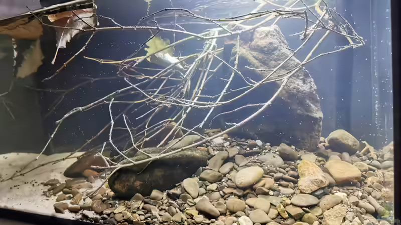 Detailansicht direkt nach der Einrichtung von David Schneider Aquaristik (2)