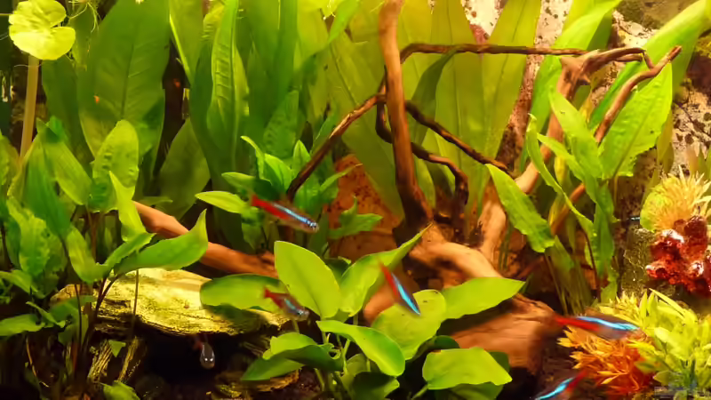 Detailansicht Januar 2013 von Noreia (3)