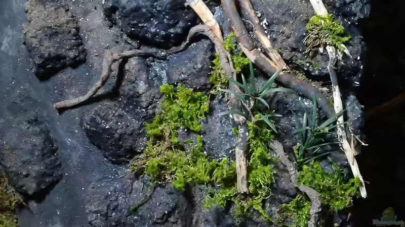 Detailansicht Kellertür von Bermuda 3eck (27)